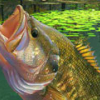 Игра Рыбалка на Озере Зеленая Лагуна - Онлайн