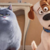 Игра Тест: Ты Кошка или Собака - Онлайн